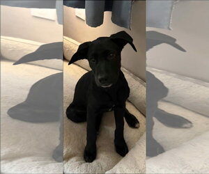 Lila - Female Labrador Retriever-Unknown Mix Dog for Adoption - Photo #2