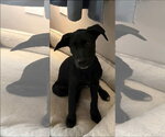 Small Photo #2 Labrador Retriever-Unknown Mix Puppy For Sale in Alexander, AR, USA