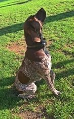 Mother of the German Shorthaired Pointer puppies born on 05/09/2017