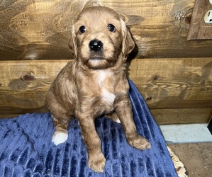 Goldendoodle Puppy for sale in HILLSBORO, MO, USA