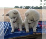 Small Photo #4 Siberian Husky-Standard Spitz Mix Puppy For Sale in WILLIAMSPORT, MD, USA