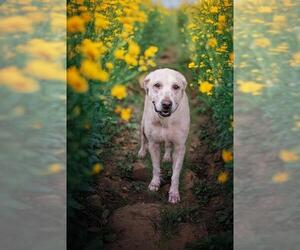 Golden Retriever-Unknown Mix Dogs for adoption in Belleville, IL, USA