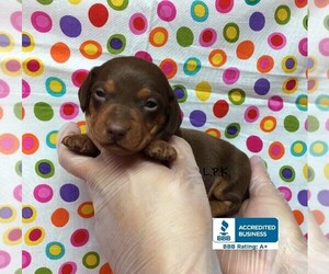 Dachshund Puppy for sale in WINNSBORO, LA, USA