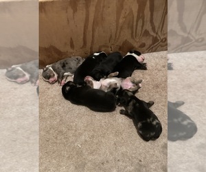 Miniature Australian Shepherd Puppy for sale in BROOKSVILLE, FL, USA