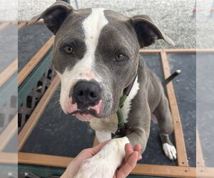 American Staffordshire Terrier-Unknown Mix Dogs for adoption in Palmetto, FL, USA