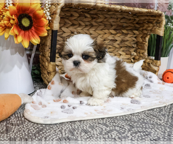 Medium Photo #5 Shih Tzu Puppy For Sale in SYRACUSE, IN, USA