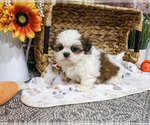 Tin Man - Male Shih Tzu Puppy for Sale - Photo #5
