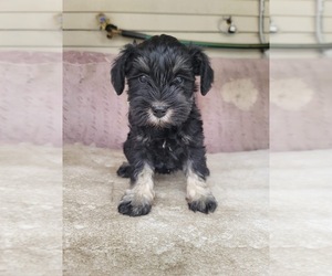 Schnauzer (Miniature) Puppy for sale in CHICAGO, IL, USA