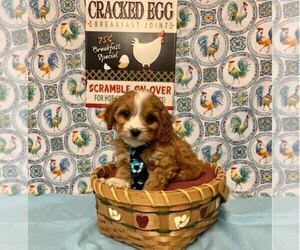 Cavapoo-Poodle (Miniature) Mix Puppy for sale in ORO VALLEY, AZ, USA
