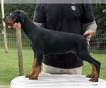 Small #6 Doberman Pinscher