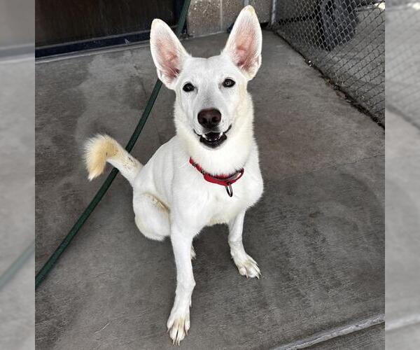 Medium Photo #2 Siberian Husky-Unknown Mix Puppy For Sale in Denver, CO, USA