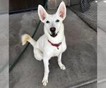 Small #1 Siberian Husky Mix