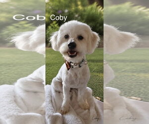 Poodle (Toy) Dogs for adoption in Menifee, CA, USA