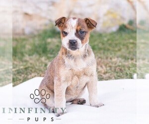 Australian Cattle Dog Puppy for sale in CHAMBERSBURG, PA, USA