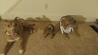 Mother of the American Pit Bull Terrier puppies born on 05/05/2017
