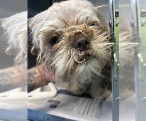 Shih Tzu Dogs for adoption in San Antonio, TX, USA