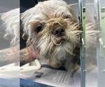 Small Shih Tzu