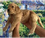 Small #7 Goldendoodle
