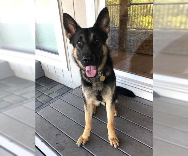 Medium Photo #2 German Shepherd Dog Puppy For Sale in Cupertino, CA, USA