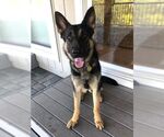 Small #1 German Shepherd Dog