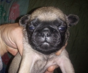 Pug Puppy for sale in FORT WAYNE, IN, USA
