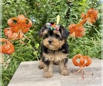 Small #2 Morkie