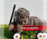 Small Photo #3 Cavapoo Puppy For Sale in MIDDLESEX, NY, USA