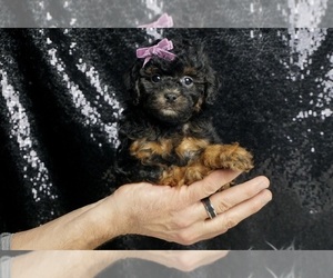 Poodle (Miniature) Puppy for sale in WARSAW, IN, USA