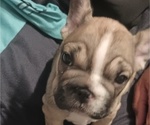 Puppy Puppy 2 Diamond French Bulldog