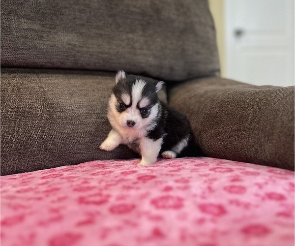 Medium Photo #5 Pomsky Puppy For Sale in DRACUT, MA, USA