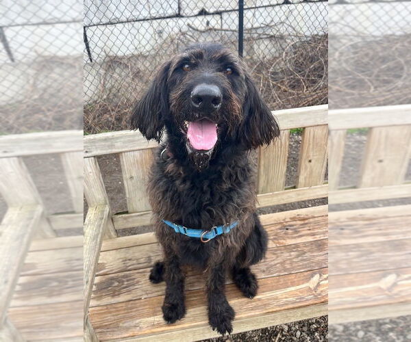 Medium Photo #1 Labradoodle Puppy For Sale in Elmsford, NY, USA