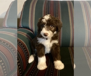 Miniature Australian Shepherd-Poodle (Standard) Mix Puppy for sale in ELKIN, NC, USA