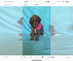 Poodle (Miniature) Puppy for sale in JACKSON, AL, USA