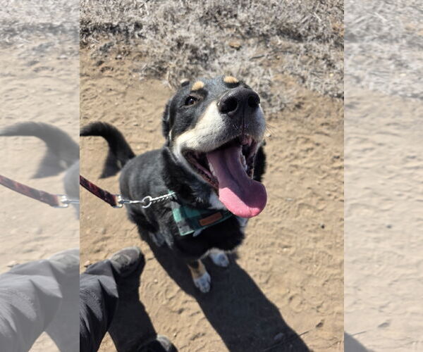 Medium Photo #1 Great Pyrenees-Unknown Mix Puppy For Sale in Monte Vista, CO, USA