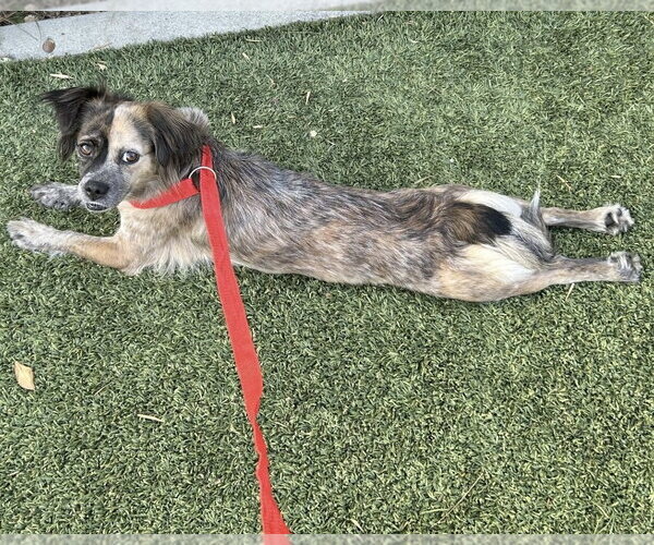 Medium Photo #4 Colonial Cocker Spaniel-Unknown Mix Puppy For Sale in Corona, CA, USA