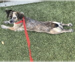 Small #3 Colonial Cocker Spaniel Mix