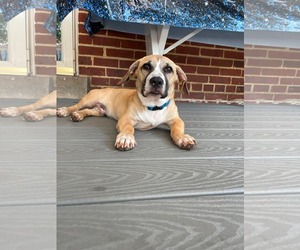 King - Male Mutt Dog for Adoption - Photo #2
