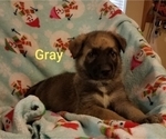 Small Photo #2 German Shepherd Dog Puppy For Sale in MADISON, FL, USA