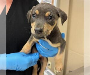 Labrador Retriever Dogs for adoption in Conroe, TX, USA