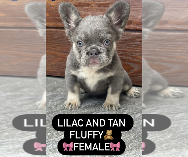 Medium Photo #5 French Bulldog Puppy For Sale in AGOURA HILLS, CA, USA