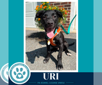 Small #11 Labrador Retriever Mix