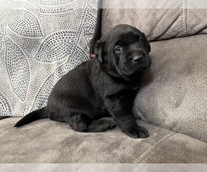 Labrador Retriever Puppy for sale in AUGUSTA, WI, USA