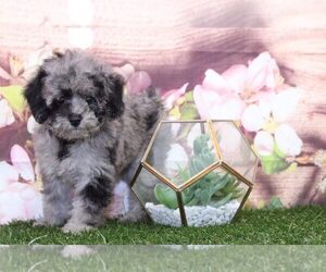 Poodle (Miniature) Puppy for sale in MARIETTA, GA, USA