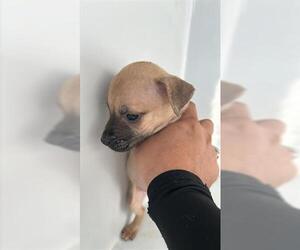 Boxer-Unknown Mix Dogs for adoption in Houston, TX, USA