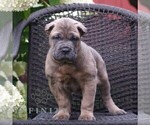 Small #3 Cane Corso