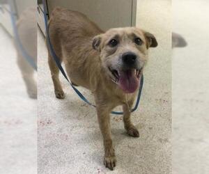 Mutt Dogs for adoption in Riverside, CA, USA