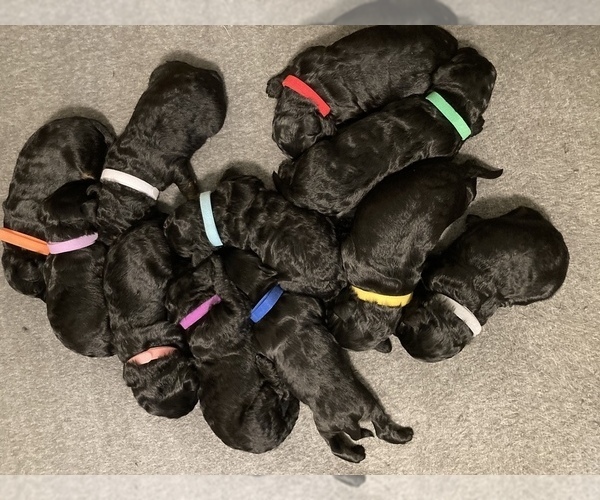 Medium Photo #1 Labradoodle Puppy For Sale in WATERLOO, SC, USA