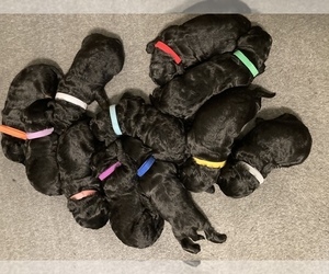 Labradoodle Puppy for sale in WATERLOO, SC, USA