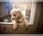 Small #2 Goldendoodle (Miniature)
