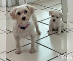 Small #2 Maltese Mix